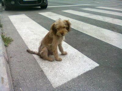 EXTREMADAMENTE URGENTE!! DOS CACHORROS EN LA CALLE. (MÁLAGA)