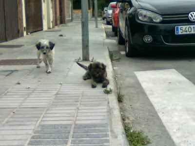 EXTREMADAMENTE URGENTE!! DOS CACHORROS EN LA CALLE. (MÁLAGA)