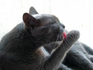 Cómo persuadir a un gato para que coma pimienta