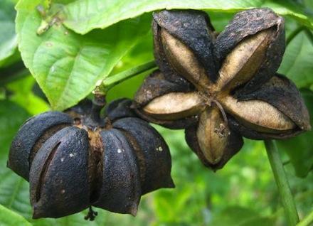 Beneficios para la salud del aceite de sacha inchi