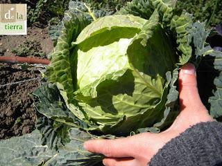 Previsión amigo horticultor!