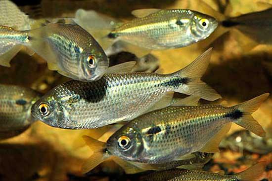 Astyanax bimaculatus