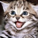 ¿Por qué los gatos ronronean? por qué los gatos ronronean