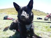 Hyru, cruce pastor belga, Acogida Urgente!! APADAT Toledo.