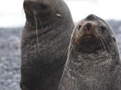 Lobo marino antártico