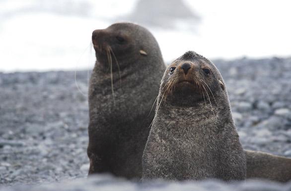 Lobo marino antártico