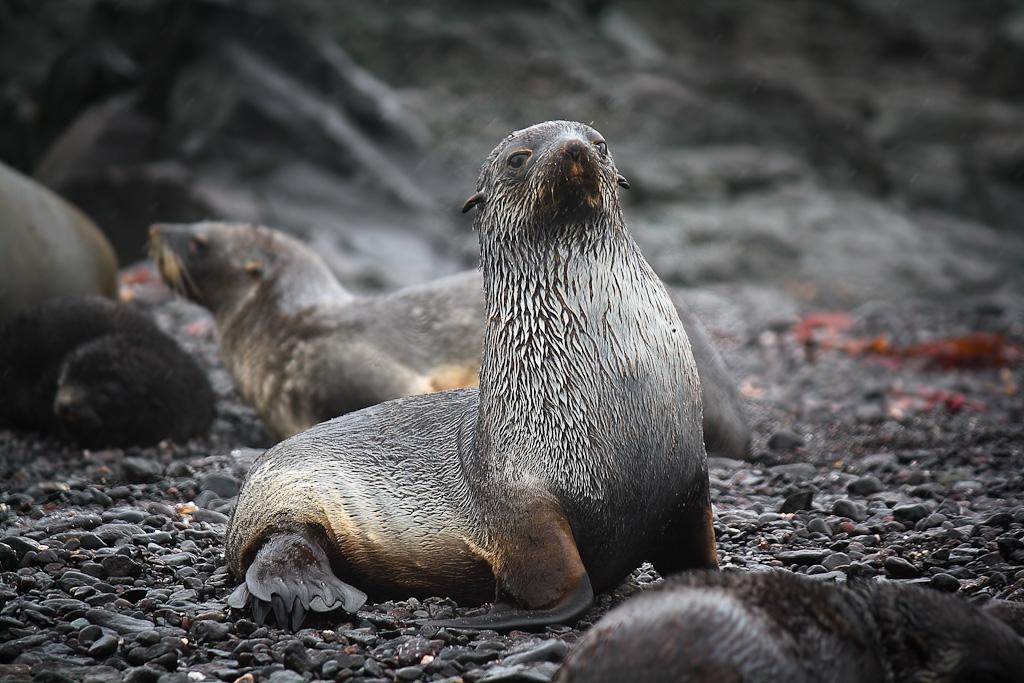Lobo marino antártico