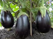 Cultivo berenjena