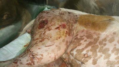 AYUDA PARA PODENCA ENFERMA Y HERIDA SIEMPRE EN LA CALLE. URGENTE!!!