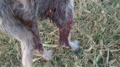 AYUDA PARA PODENCA ENFERMA Y HERIDA SIEMPRE EN LA CALLE. URGENTE!!!