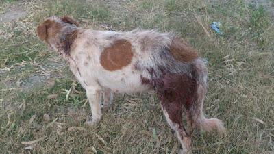 AYUDA PARA PODENCA ENFERMA Y HERIDA SIEMPRE EN LA CALLE. URGENTE!!!