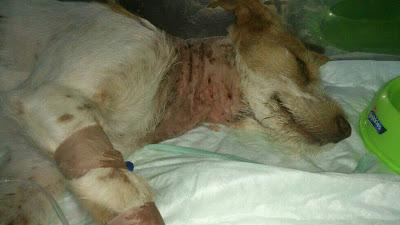 AYUDA PARA PODENCA ENFERMA Y HERIDA SIEMPRE EN LA CALLE. URGENTE!!!