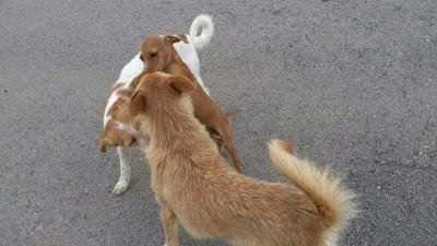 AYUDA PARA PODENCA ENFERMA Y HERIDA SIEMPRE EN LA CALLE. URGENTE!!!