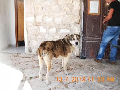 Cem no se mueve de la tumba de su dueño. AYUDA URGENTE!!