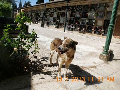 Cem no se mueve de la tumba de su dueño. AYUDA URGENTE!!