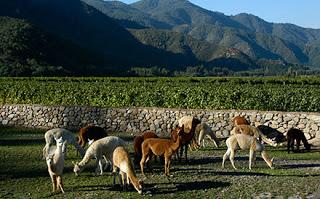 Viña Emiliana presenta reporte de sostenibilidad 2012