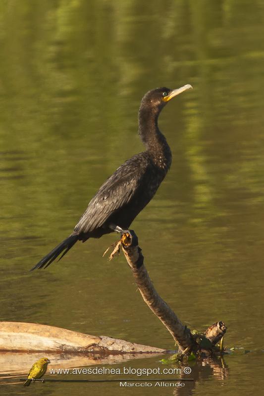 Biguá (Neotropic Cormorant) Phalacrocorax brasilianus Biguá (Neotropic Cormorant) Phalacrocorax brasilianus