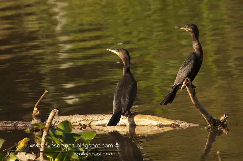 Biguá (Neotropic Cormorant) Phalacrocorax brasilianus Biguá (Neotropic Cormorant) Phalacrocorax brasilianus