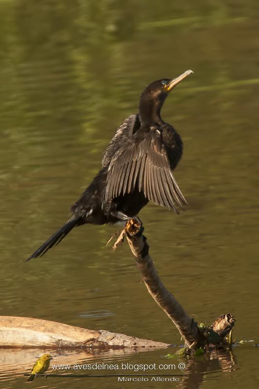 Biguá (Neotropic Cormorant) Phalacrocorax brasilianus