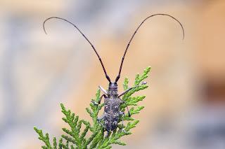 Para ampliar Monochamus galloprovincialis (Olivier, 1795) Longicornio de los pinos hacer clic