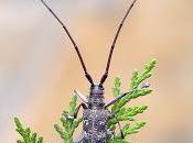 Monochamus galloprovincialis (Olivier, 1795) Longicornio pinos
