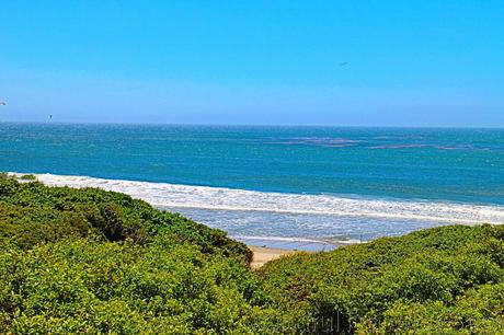 Bahía de San Francisco: Focas en el Parque Año Nuevo