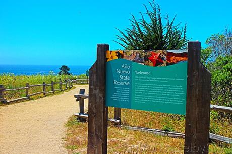 Bahía de San Francisco: Focas en el Parque Año Nuevo