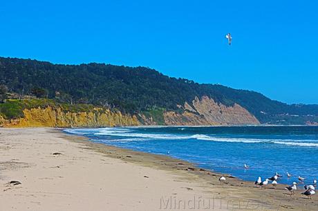 Bahía de San Francisco: Focas en el Parque Año Nuevo