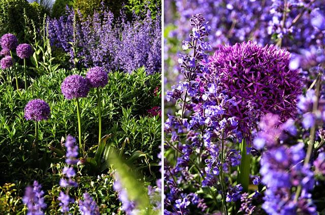 UN JARDIN EN TONO VIOLETAS