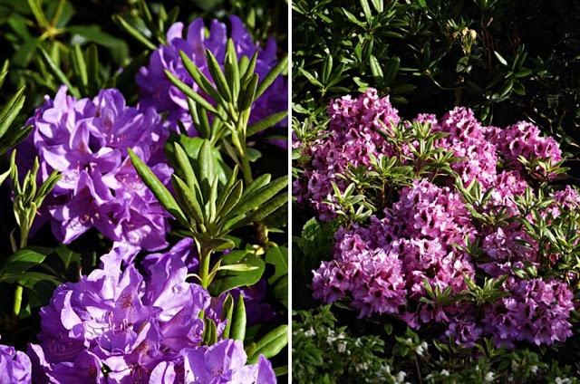 UN JARDIN EN TONO VIOLETAS