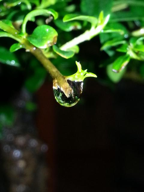 Androidografia Barakaldo 1423