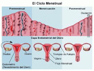 ¿Por qué menstruan las mujeres?