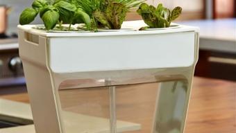 Aquafarm :: pecera y macetero todo en uno Aquafarm :: pecera y macetero todo en uno