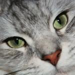 ceguera en los gatos