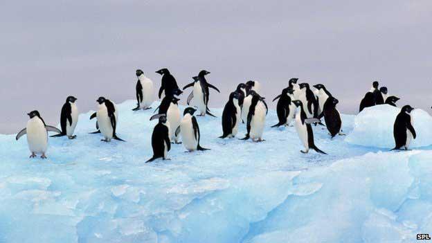 pingüinos Adelia en la Antártida