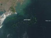 invasión algas verdes China desde espacio