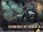 Campaña para creativos dejen usar animales salvajes producciones audiovisuales