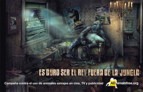 kingkong_adnimalsfree