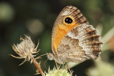 Huida (evolutiva) del verano mediterráneo