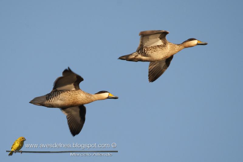 Pato capuchino (Silver Teal) Anas versicolor