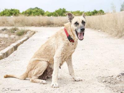 GOSSA, UN CASO DE COMPASIÓN Y AMOR PARA DAR...