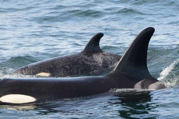 La orca Springer nada con su bebé Bella Bella