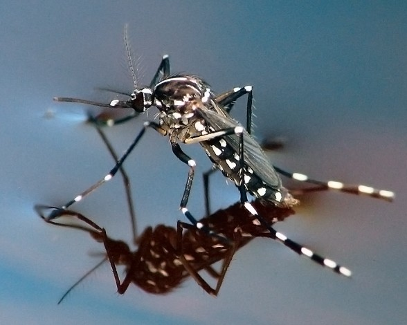 LOS MOSQUITOS...http://www.muyinteresante.es/naturaleza/fotos/naturaleza-cuantos-tipos-de-mosquitos-existen/mosquitos1, 18-07-2013...