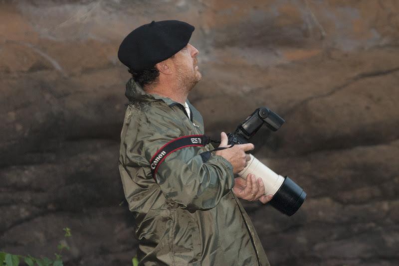 Picochato grande (Yellow-olive flycatcher ) Tolmomyias sulphurescens