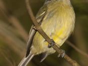 Picochato grande (Yellow-olive flycatcher Tolmomyias sulphurescens