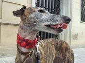 Collares martingale para galgos otros perretes