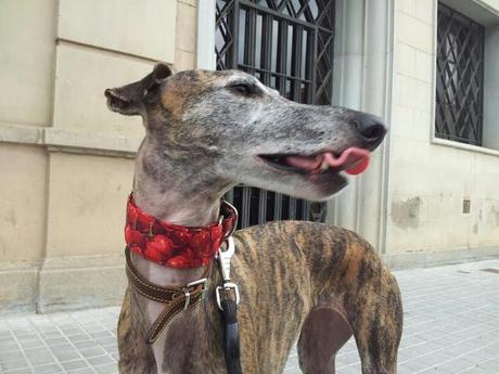 collar martingale galgo