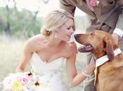 Perros Boda