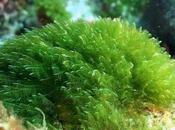 alga espirulina, aporta hierro organismo