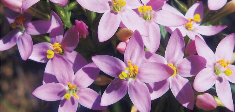 flor de bach centaura